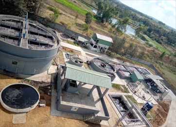 stp plants
